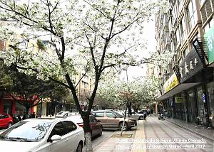 Chengdu avril 2017 - 002